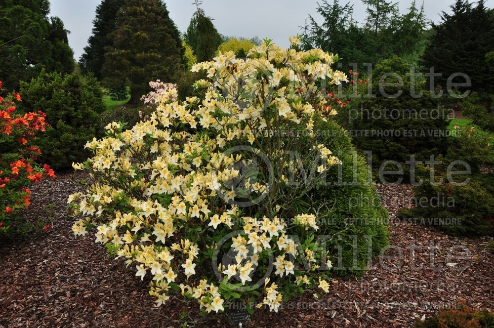 Rhododendron Nancy Buchanan (Rhododendron) 1