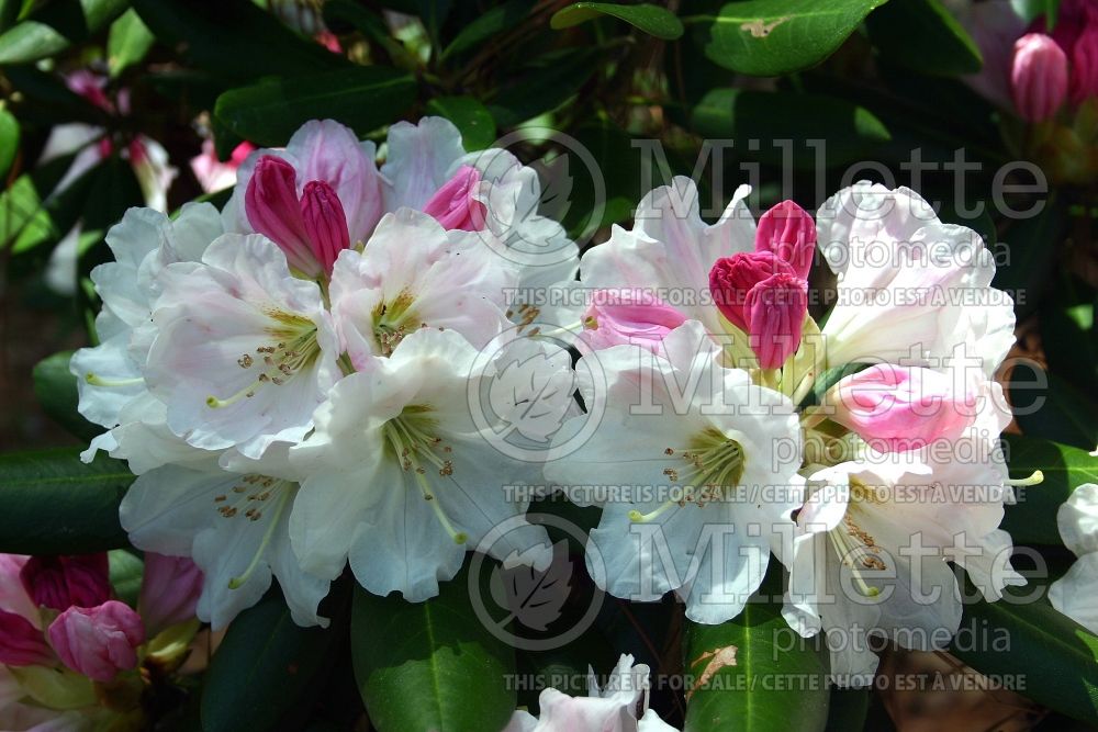 Rhododendron Nestucca (Rhododendron azalea) 3 