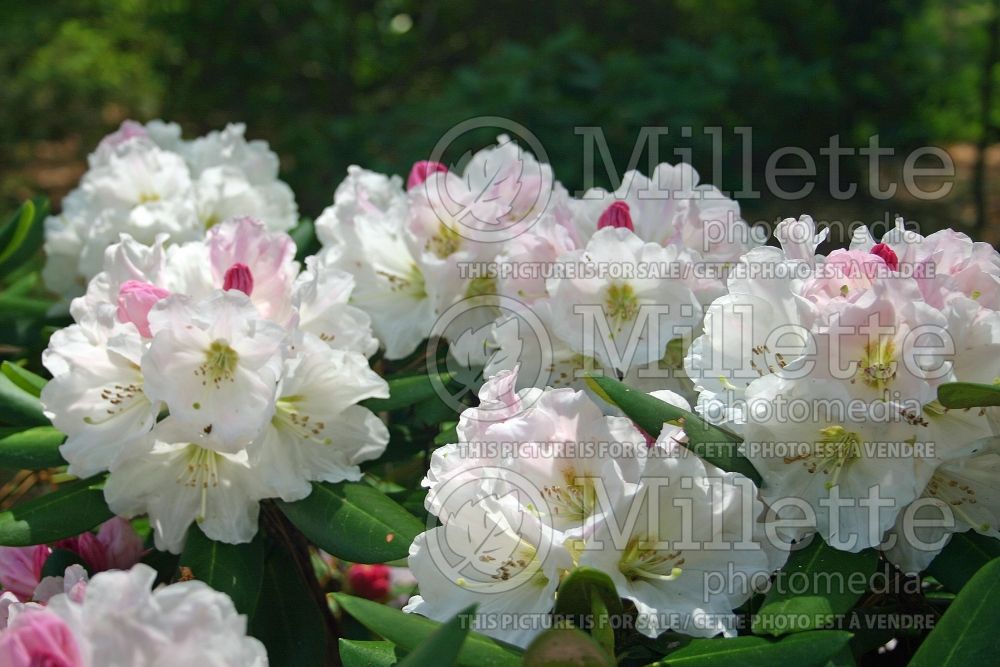 Rhododendron Nestucca (Rhododendron azalea) 1 