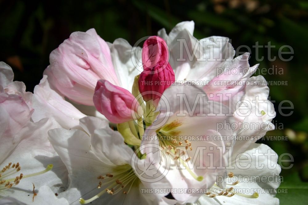 Rhododendron Nestucca (Rhododendron azalea) 5 
