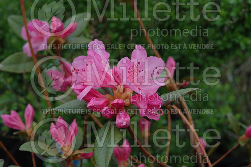 Rhododendron Olga Mezitt (Rhododendron Azalea) 1 