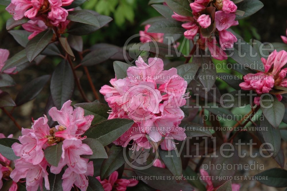 Rhododendron aka Azalea Aglo (Rhododendron) 10