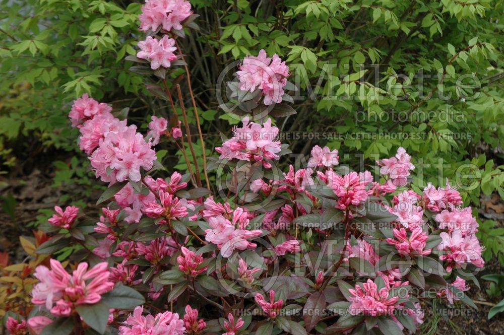 Rhododendron aka Azalea Aglo (Rhododendron) 11