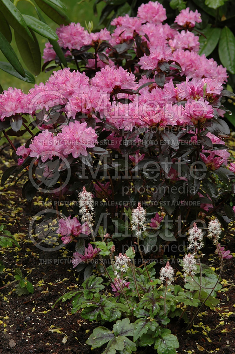 Rhododendron ou Azalea Black Satin (Rhododendron) 1