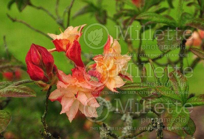 Azalea  Cannon's Double (Rhododendron azalea) 2