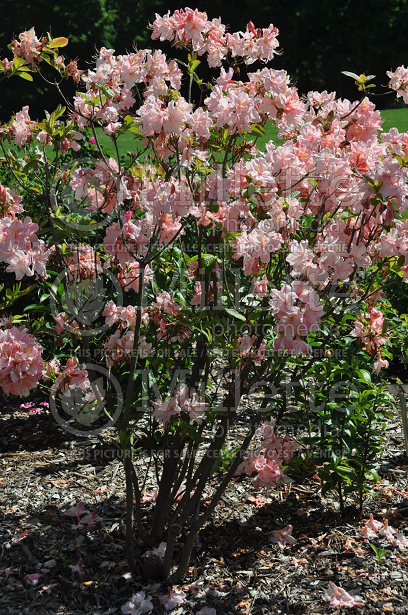 Rhododendron or Azalea Cecile (Rhododendron Azalea) 1  