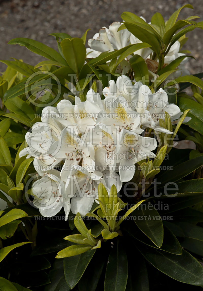 Rhododendron or Azalea Chionoides (Rhododendron Azalea) 1 