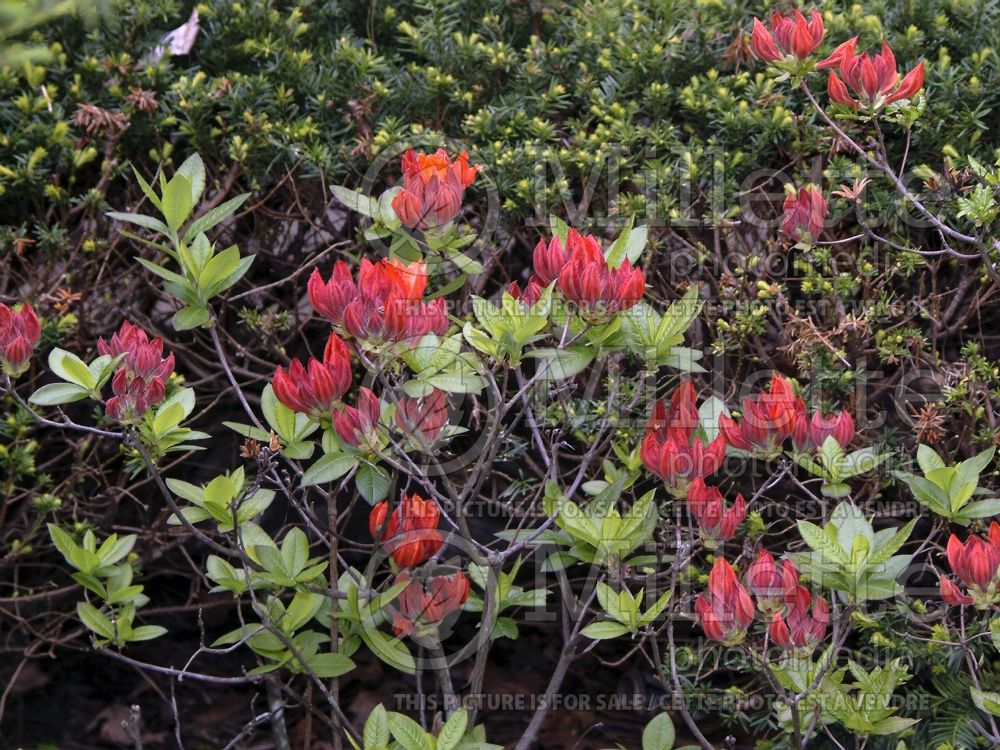 Rhododendron aka Azalea Gibraltar (Rhododendron Azalea) 1  