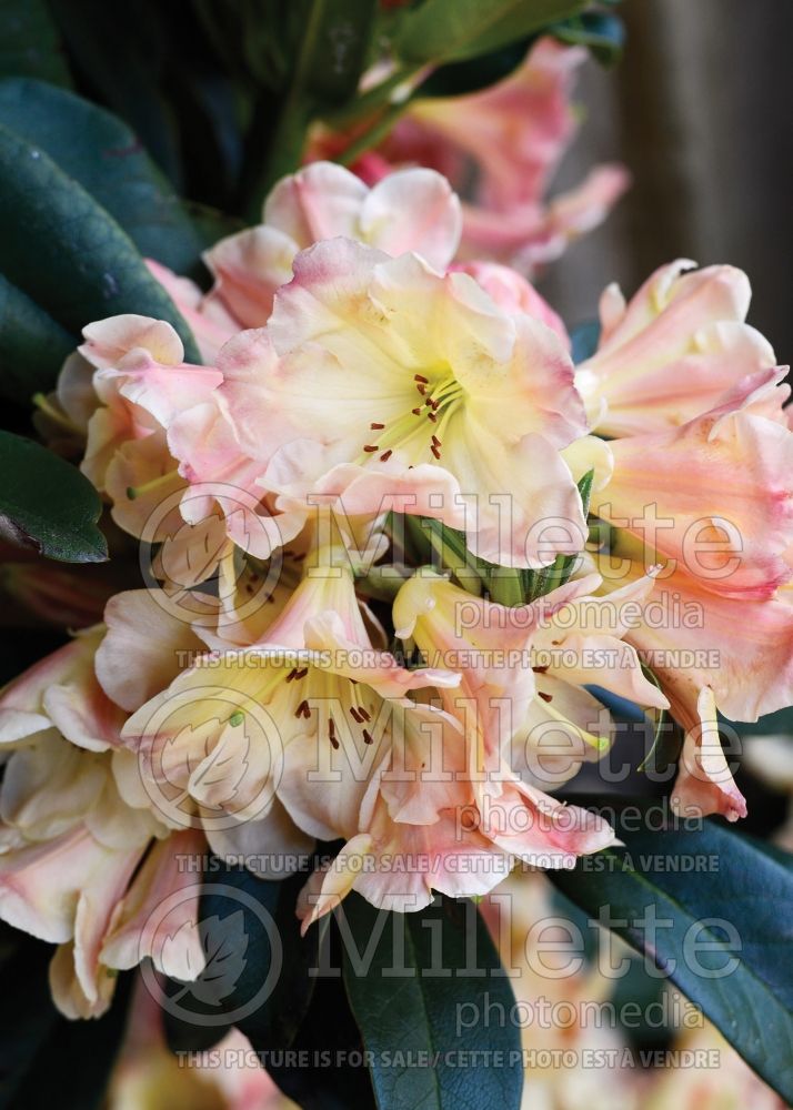 Rhododendron aka Azalea Honey Butter (Rhododendron Azalea) 2 