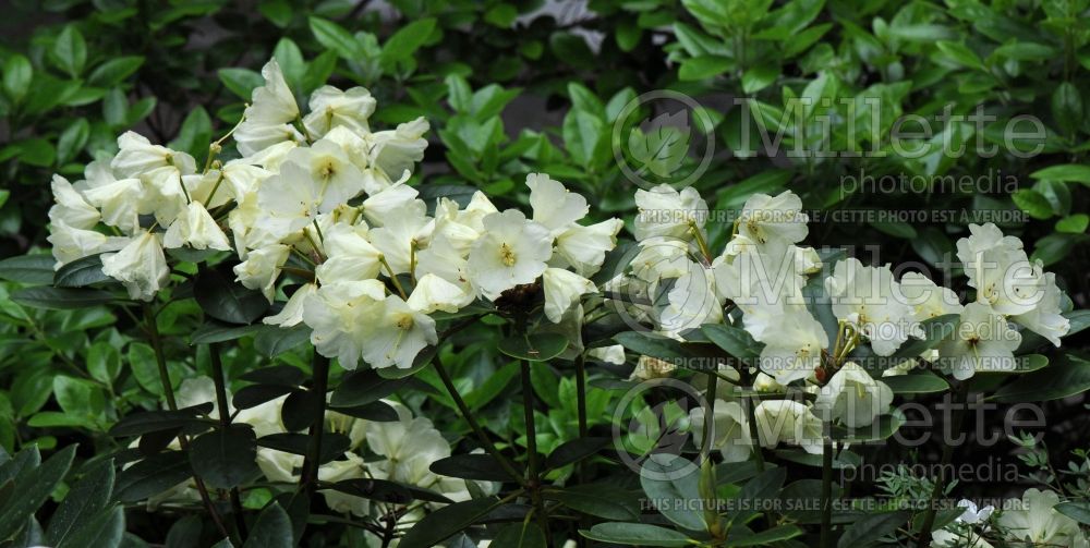 Rhododendron or Azalea Lemon Dream (Rhododendron Azalea) 2  