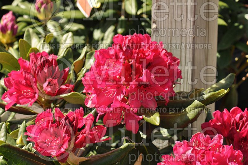 Rhododendron or azalea Nova Zembla (Azalea)  3