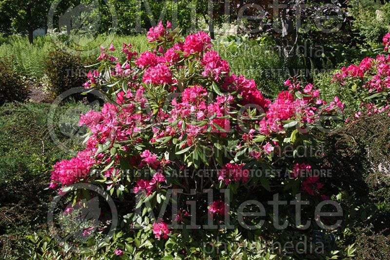 Rhododendron or azalea Nova Zembla (Azalea)  6