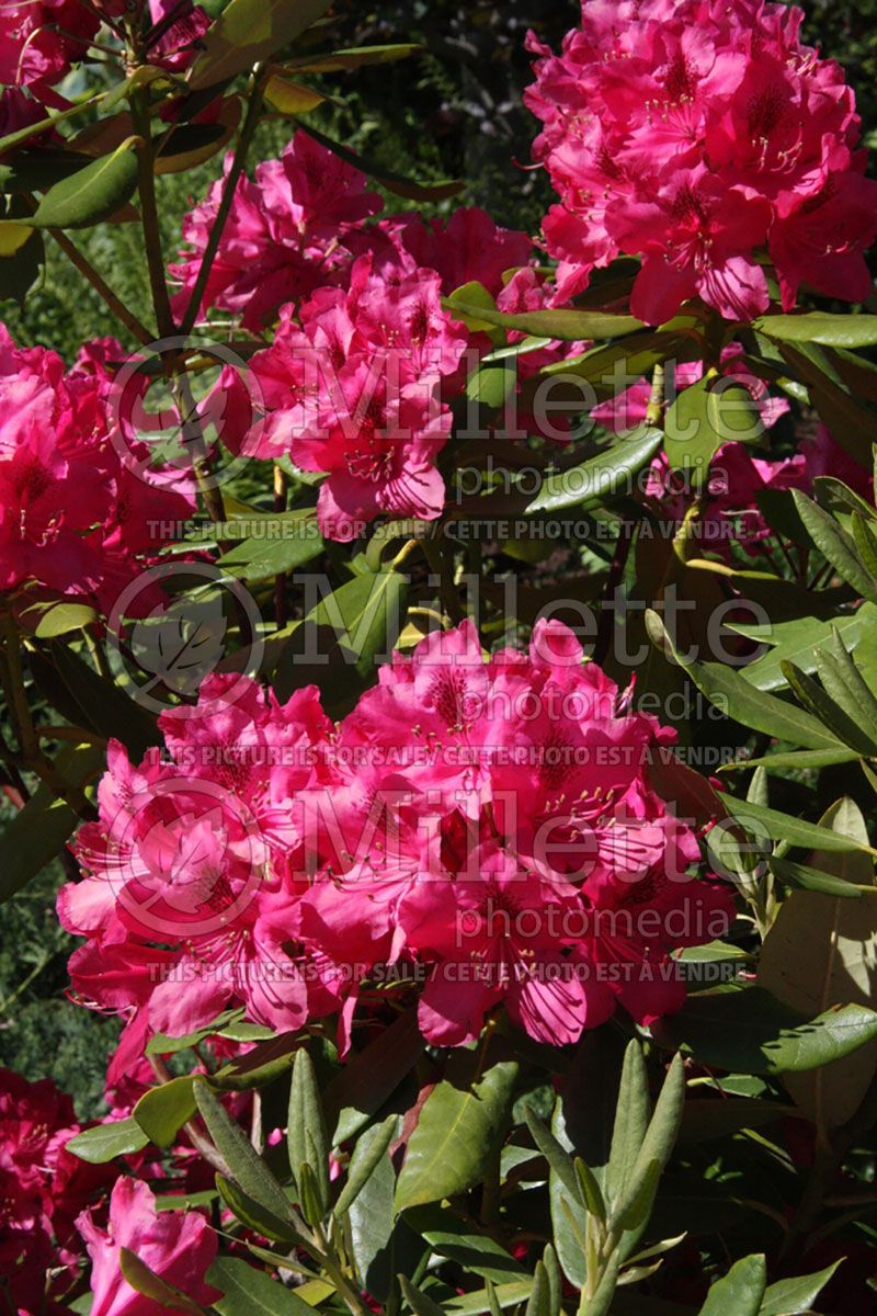 Rhododendron or azalea Nova Zembla (Azalea)  5