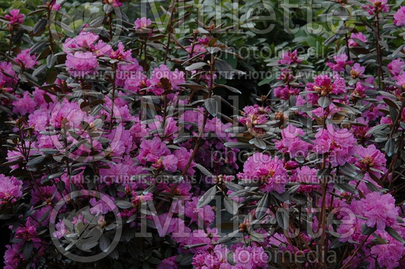 Rhododendron or azalea PJM Regal (Rhododendron)  3