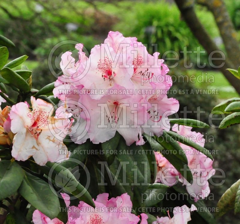 Rhododendron or Azalea Simona (Rhododendron Azalea) 2  