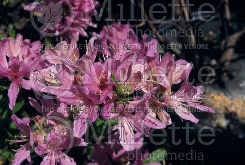 Rhododendron or azalea Western Lights (Azalea)  1