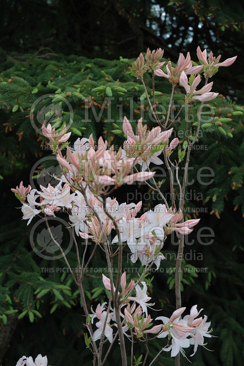 Rhododendron or azalea White Lights (Azalea)  7