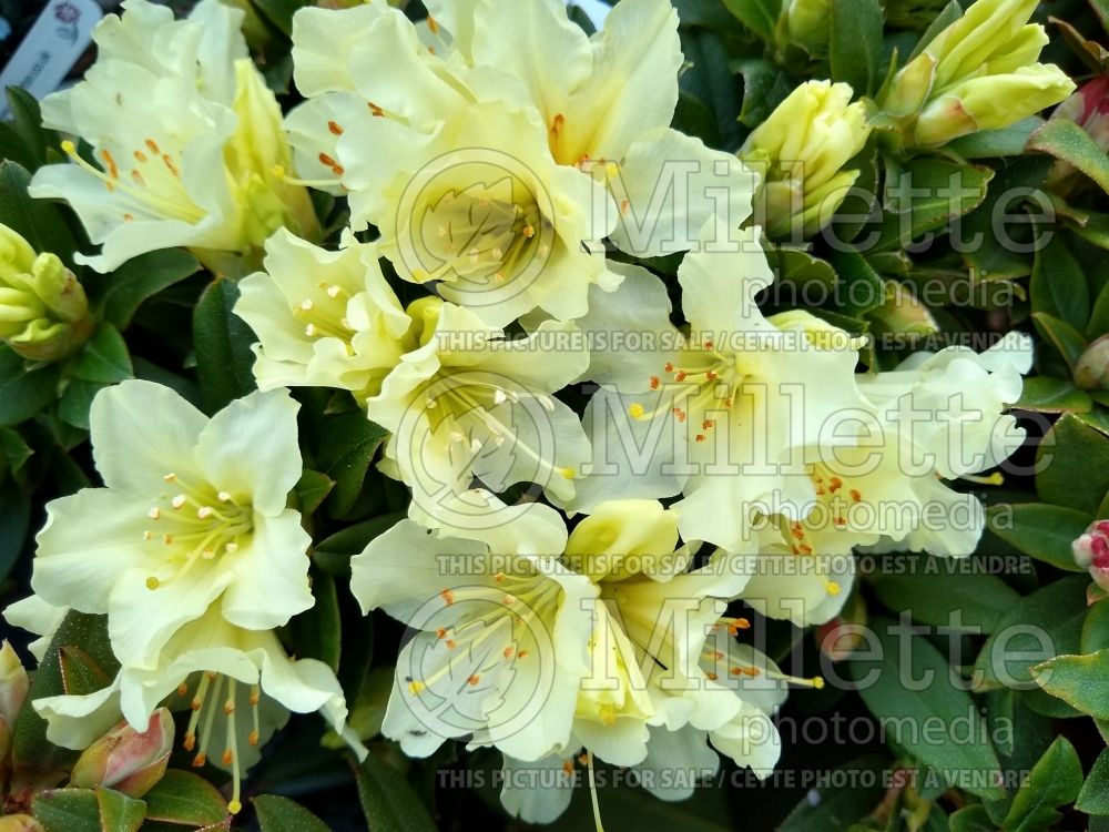 Rhododendron Patty Bee (Rhododendron azalea) 3