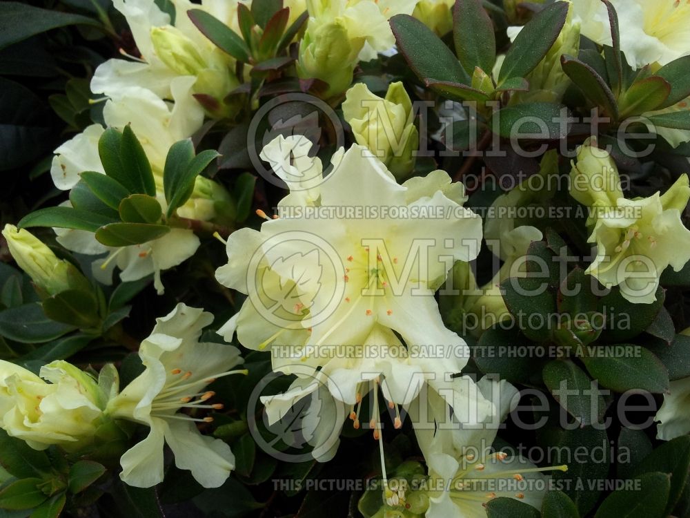 Rhododendron Patty Bee (Rhododendron azalea) 2