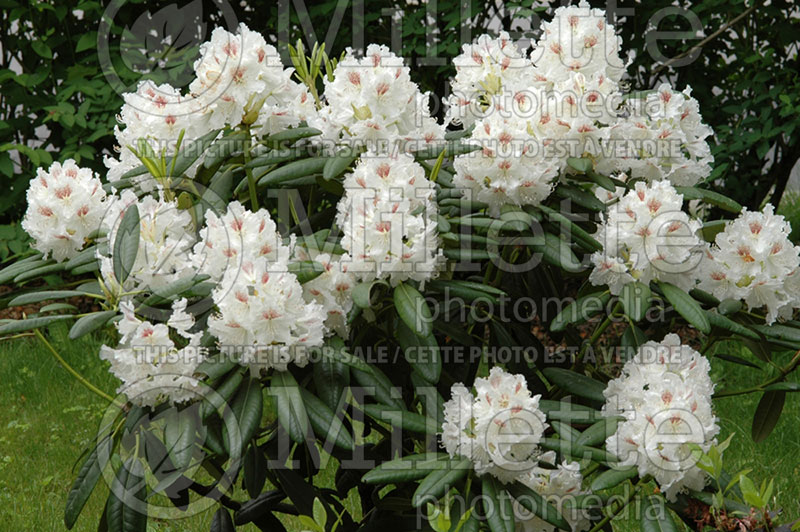Rhododendron Peter Tigerstedt (Rhododendron Azalea)  2