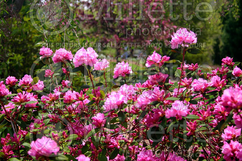 Rhododendron or Azalea PJM (Rhododendron Azalea) 3 