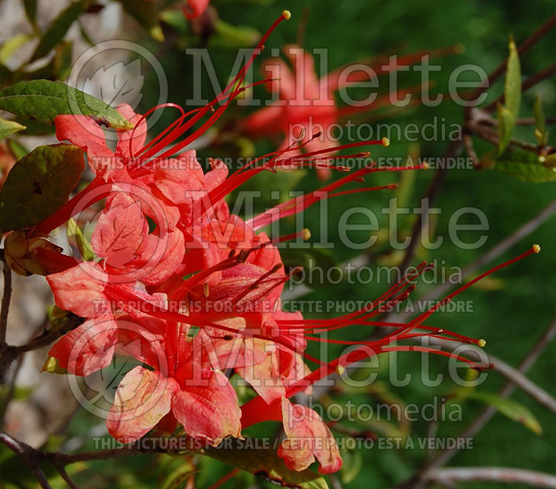 Rhododendron prunifolium (Rhododendron Plum Leaf Azalea) 1  