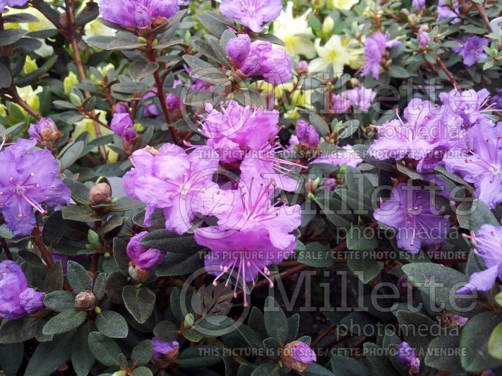 Rhododendron Purple Gem (Rhododendron Azalea) 5