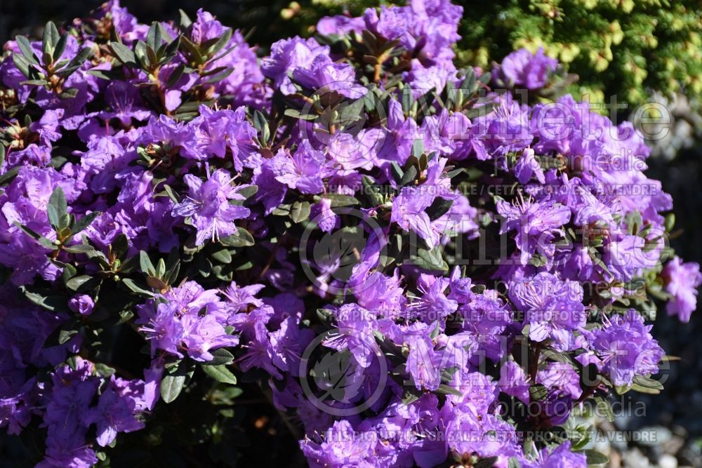 Rhododendron Purple Gem (Rhododendron Azalea) 4