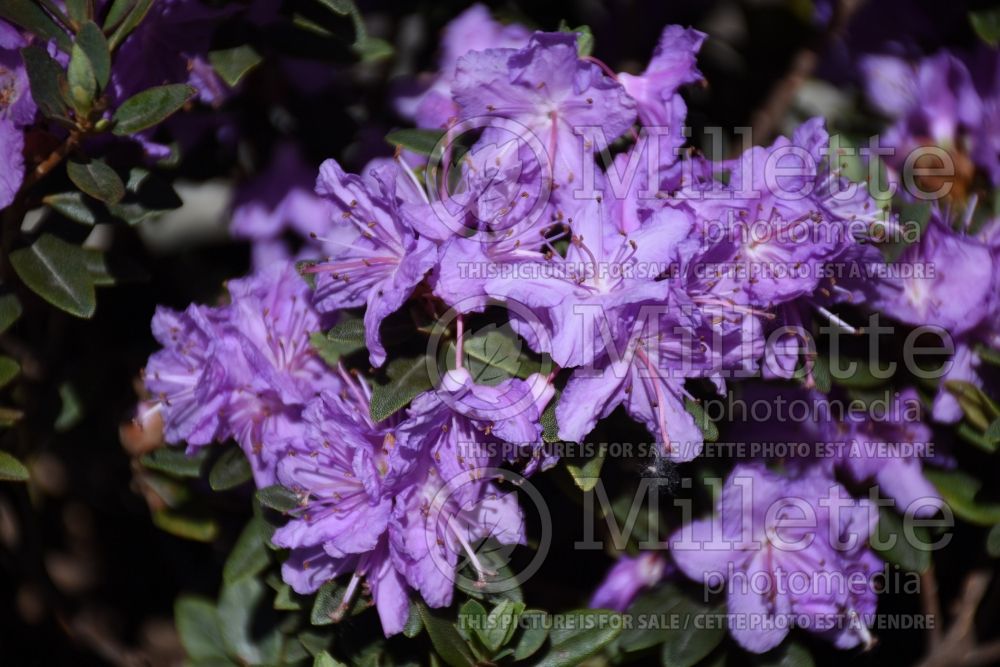 Rhododendron Purple Gem (Rhododendron Azalea) 3
