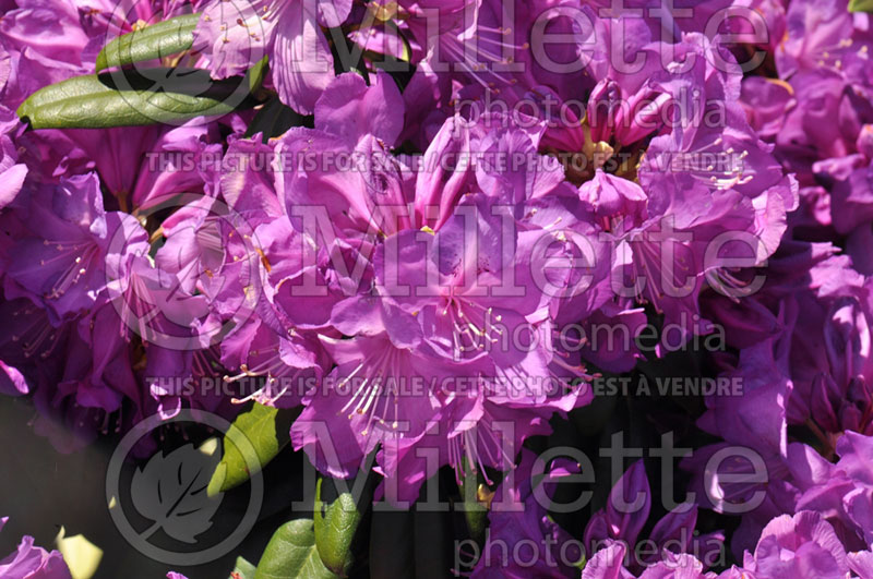 Rhododendron Purple Passion or Highland (Rhododendron) 5 