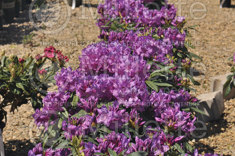Rhododendron Purple Passion or Highland (Rhododendron)  4 