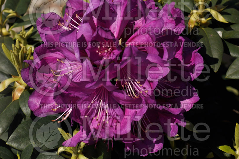 Rhododendron Purple Passion or Highland (Rhododendron)  2 