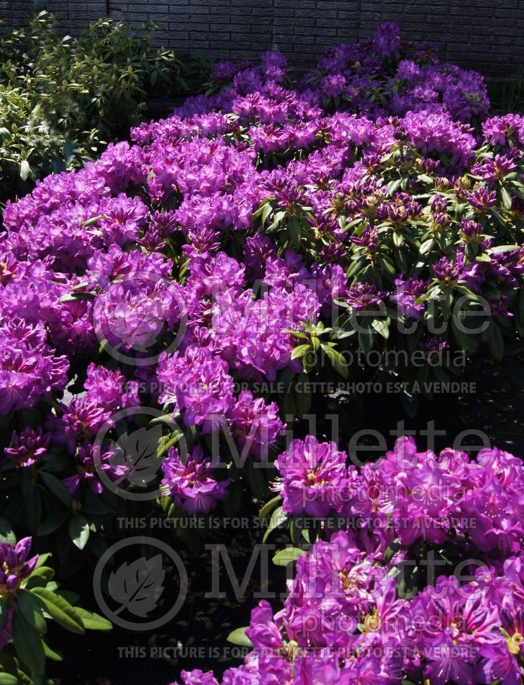 Rhododendron Purple Passion or Highland (Rhododendron) 7 