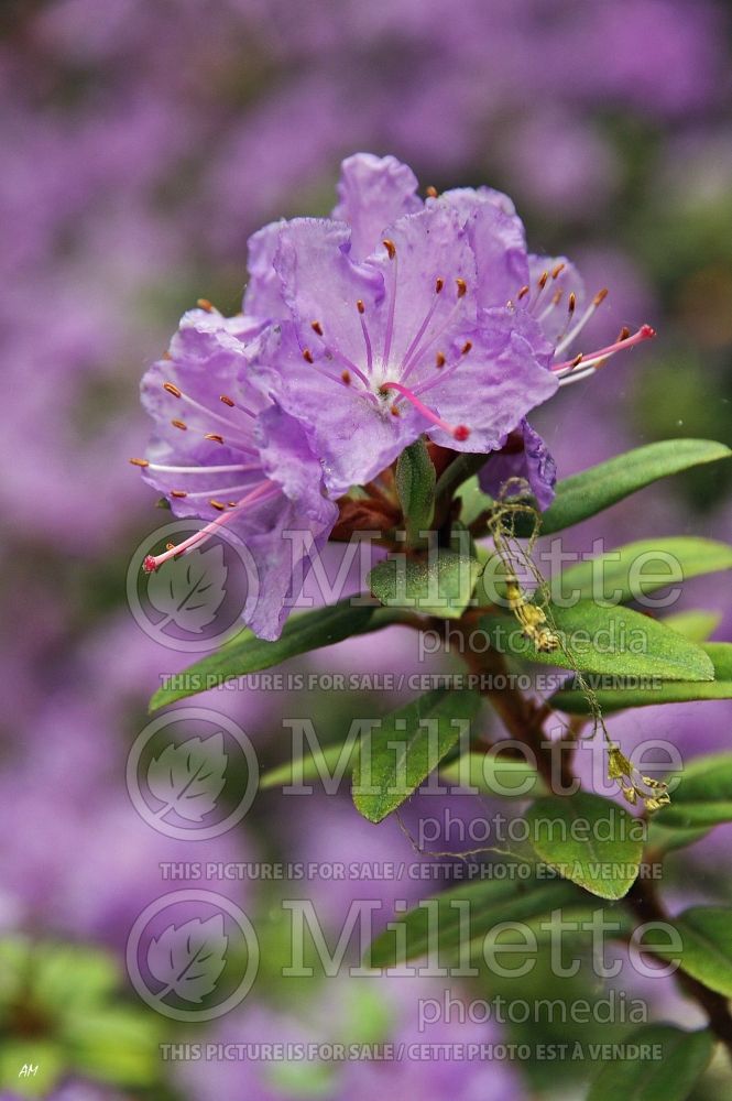 Rhododendron Ramapo (Rhododendron) 4  