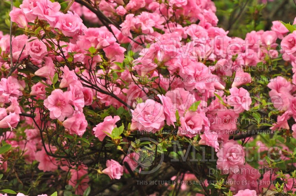 Rhododendron Rosebud (Rhododendron Azalea) 2