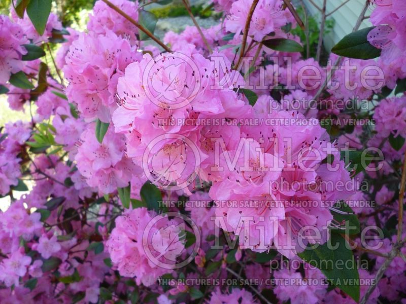Rhododendron Rosy Miracles (Rhododendron) 2