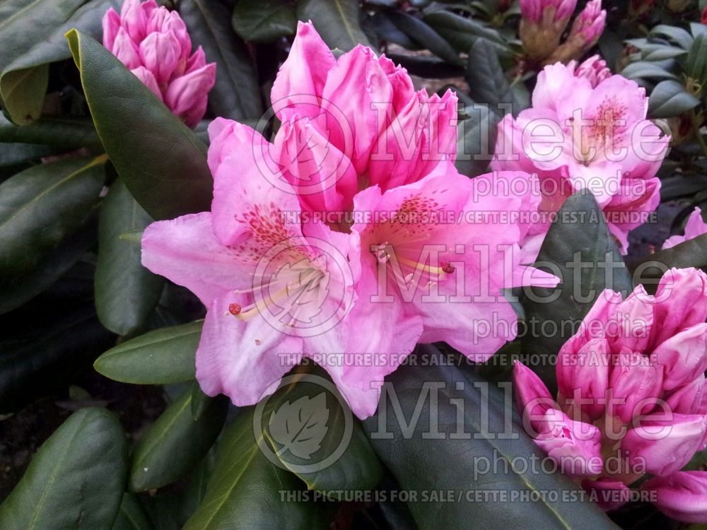 Rhododendron Scintillation (Rhododendron) 1