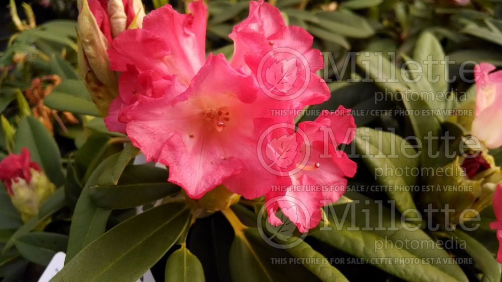 Rhododendron Surrey Heath (Rhododendron) 1 