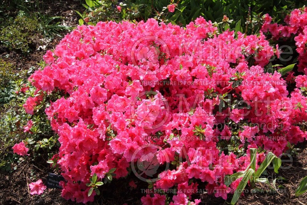 Rhododendron Vuyk's Rosyred (Rhododendron azalea) 1