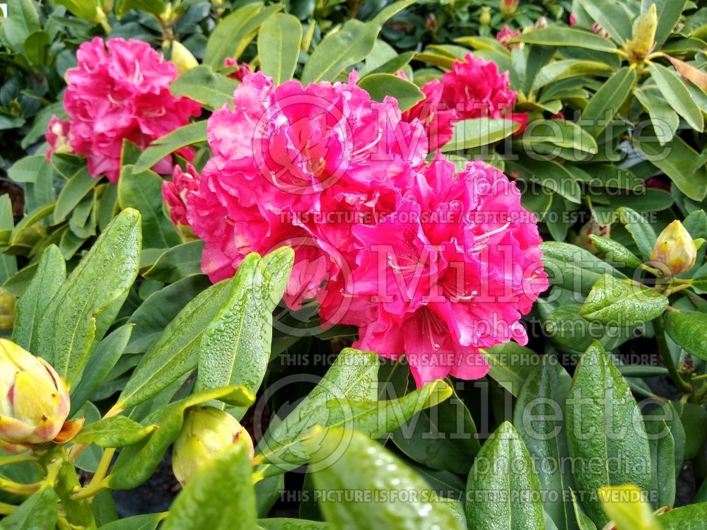 Rhododendron Wilgen's Ruby (Rhododendron azalea) 1