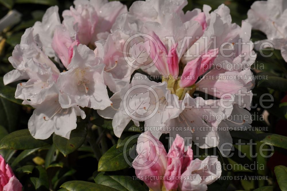 Rhododendron Yaku Prince (Rhododendron) 3 