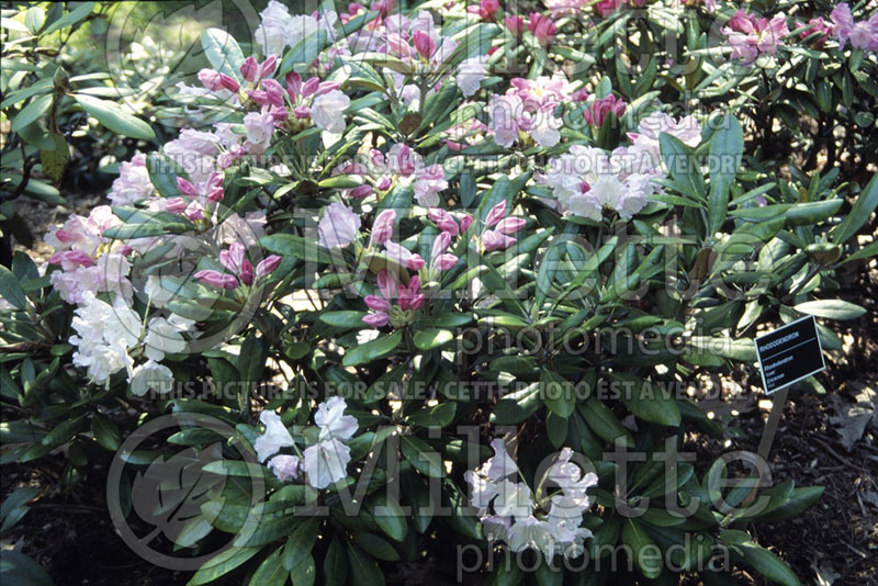 Rhododendron Crete (Rhododendron) 2 