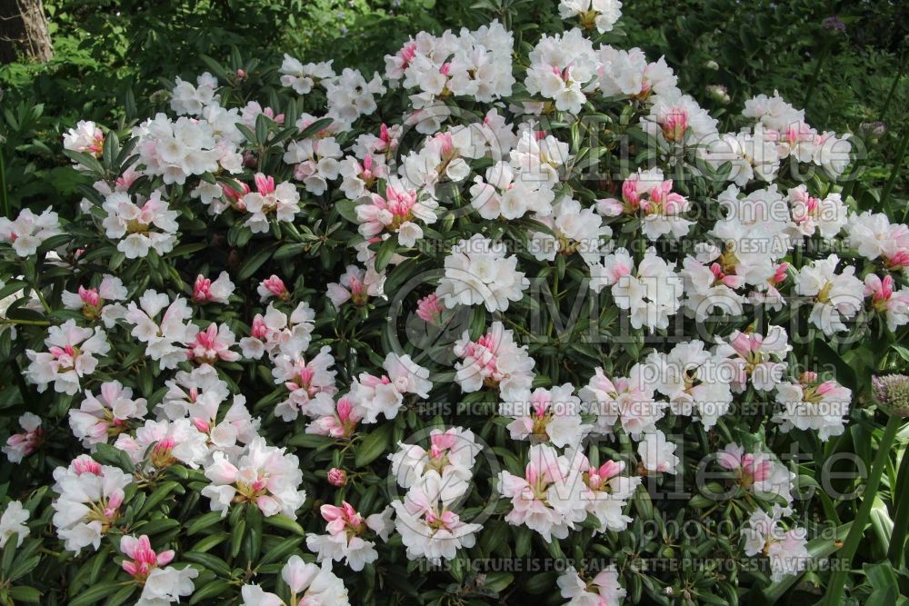 Rhododendron Edelweiss (Rhododendron azalea) 1