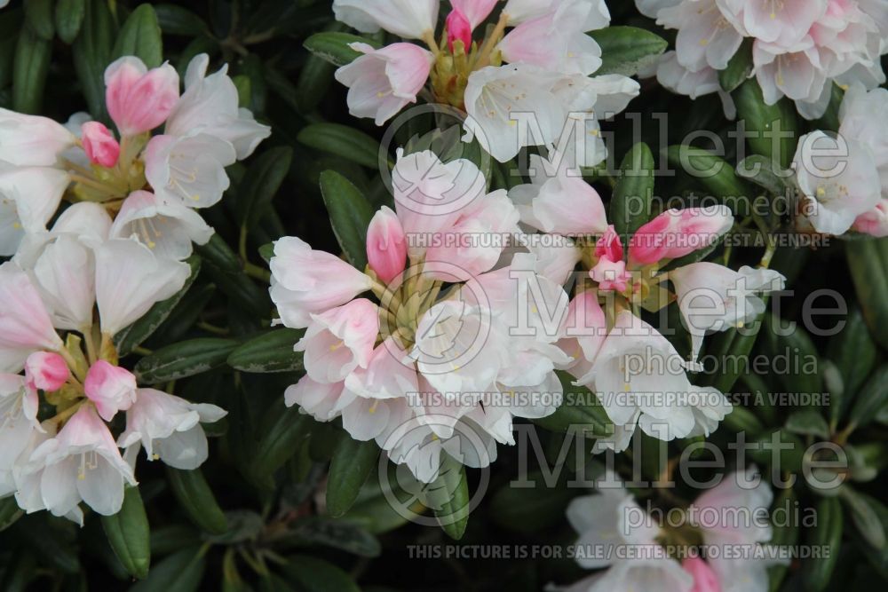 Rhododendron Edelweiss (Rhododendron azalea) 2