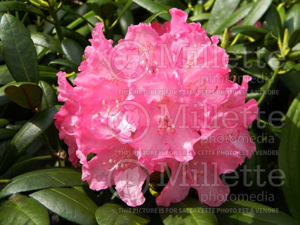 Rhododendron Kalinka (Rhododendron) 1 