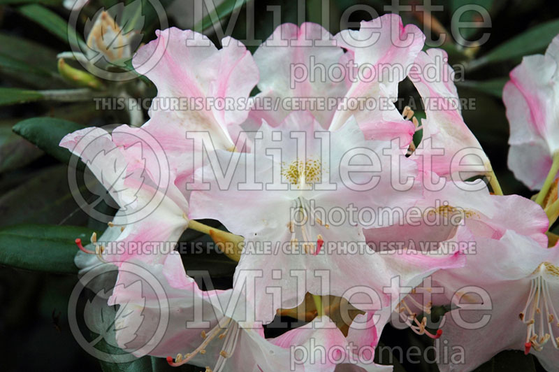 Rhododendron Ken Janeck (Rhododendron) 9 