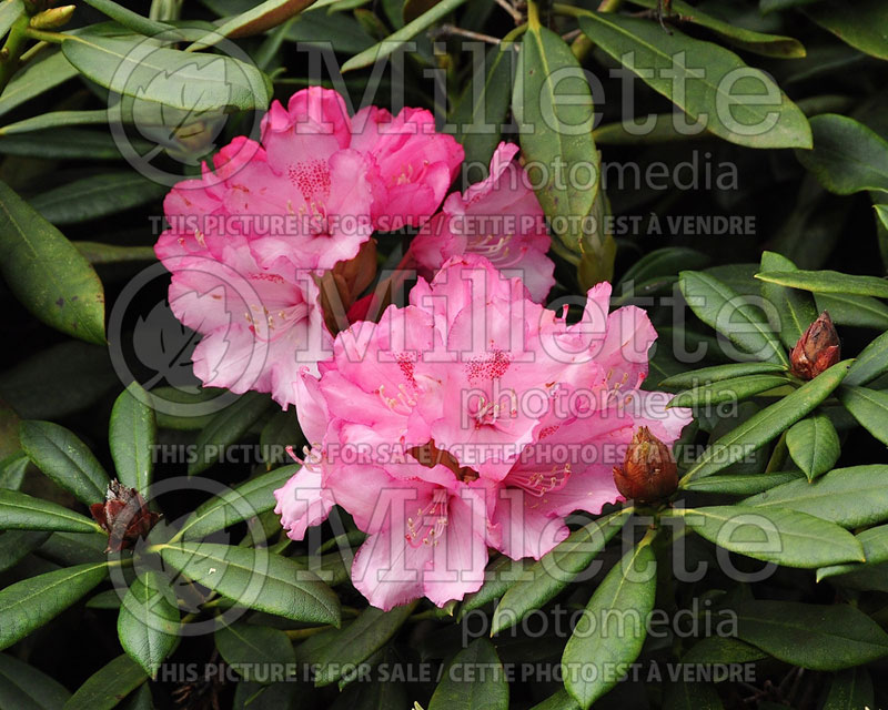 Rhododendron Milano (Rhododendron) 2 