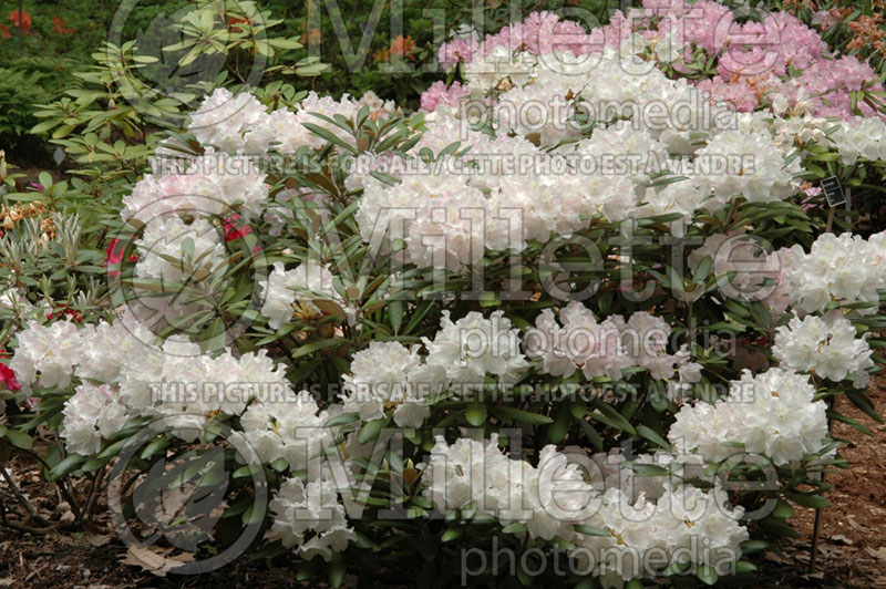 Rhododendron Mist Maiden (Rhododendron) 1 