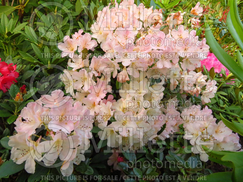 Rhododendron Percy Wiseman (Rhododendron azalea) 2 