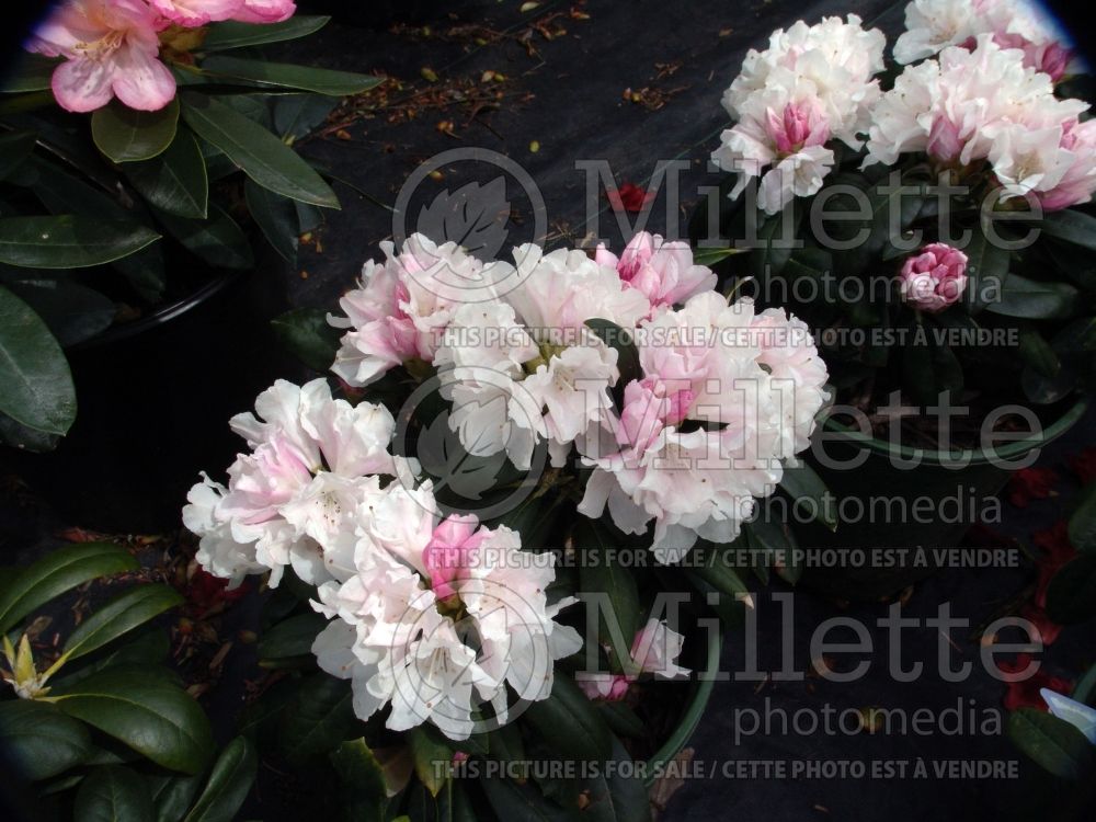 Rhododendron Yaku Princess (Rhododendron) 1 